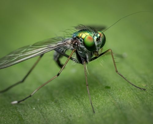 macro fly nature