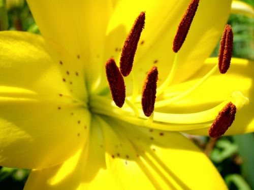 macro yellow lily