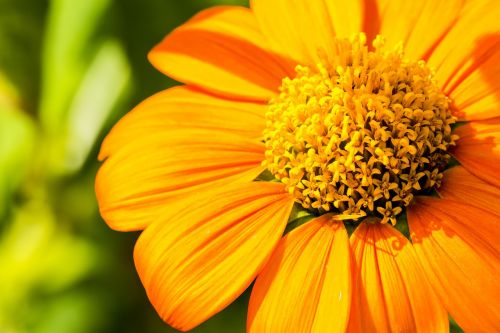 macro sunflower mexico