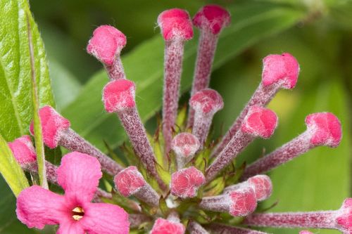 macro red flower