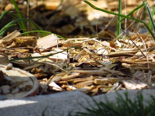 macro wood grass