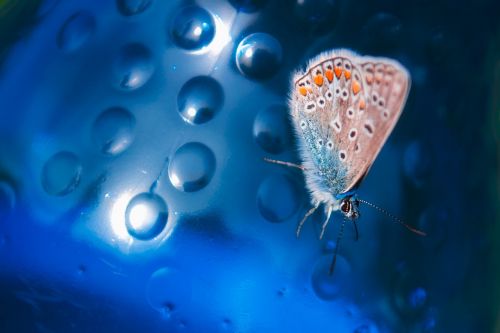 macro butterfly blue