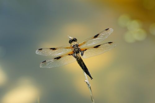 macro dragonfly insect