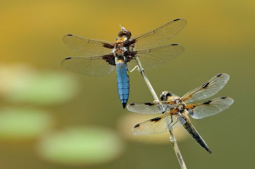 macro dragonfly insect