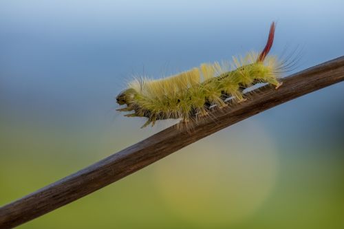macro caterpillar nature