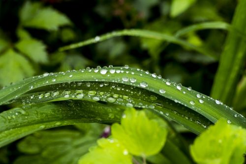 macro nature leaves