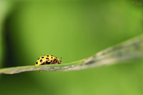 macro ladybug bug