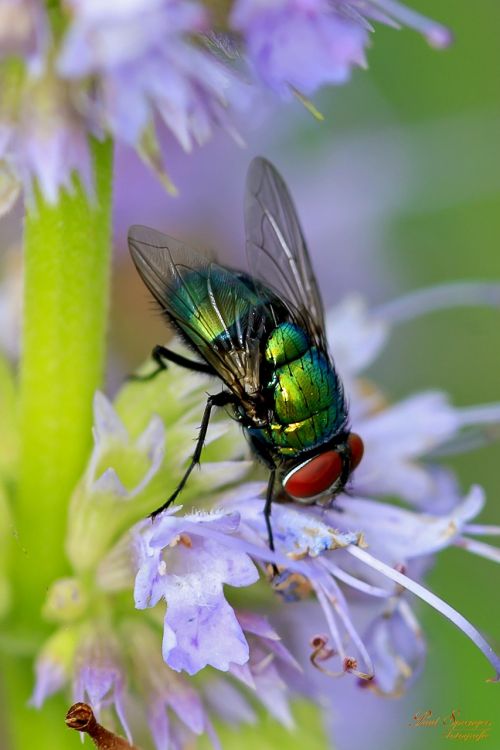macro flower fly