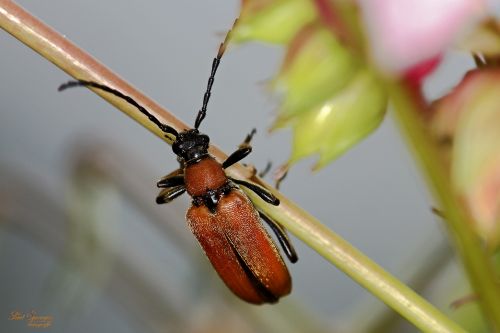 macro beetle bug