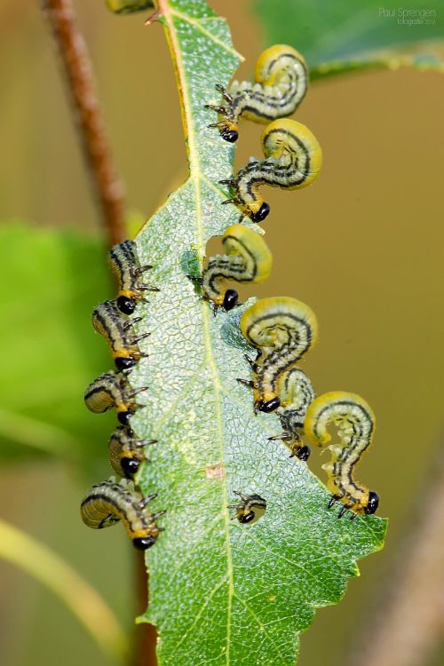 macro caterpillar bug