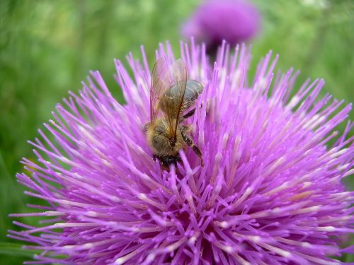 macro bee flower