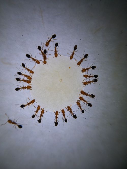 macro photography ant
