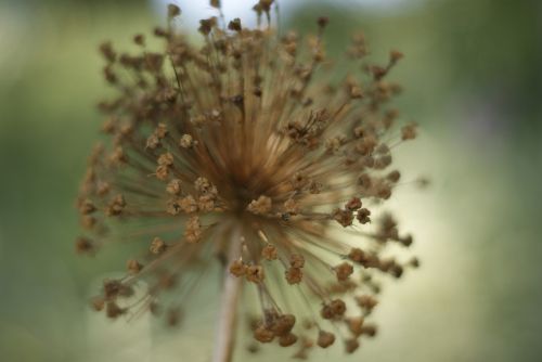 macro nature floral