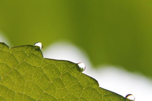 macro leaf nature