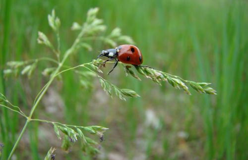 macro summer insect