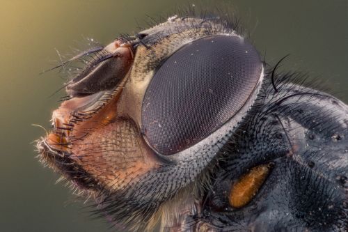 macro photo insect