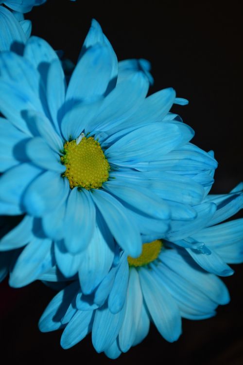 macro blue daisies