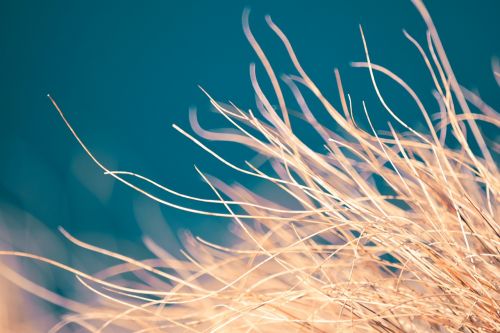 macro detail grass