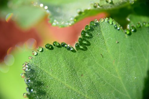 macro nature drop