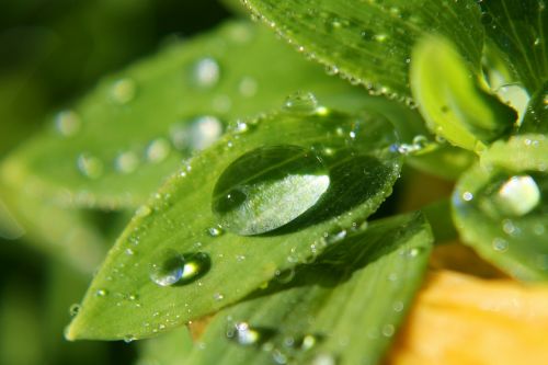 macro rain drops plant leaves