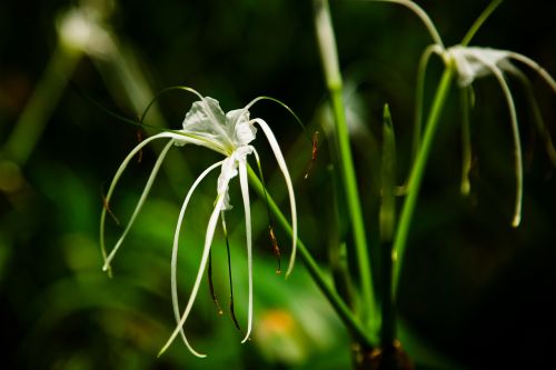 macro flower the leaves