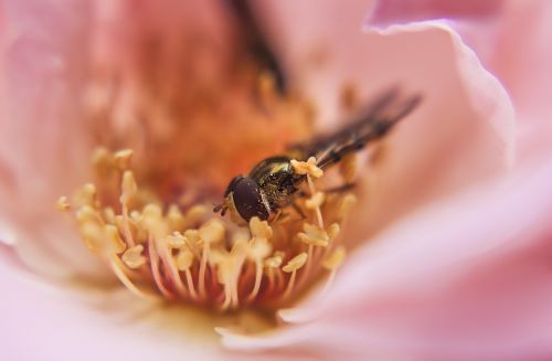 macro flower bee