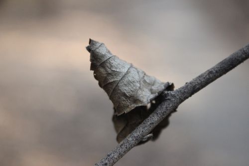 macro leaf garden