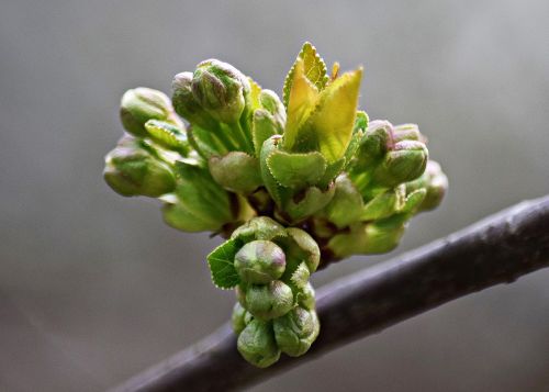 macro green foliage