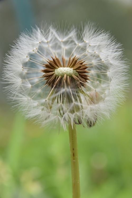 macro dandelion flower