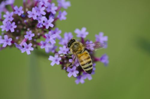 macro insect bee