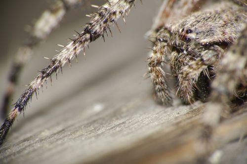 macro spider arthropod