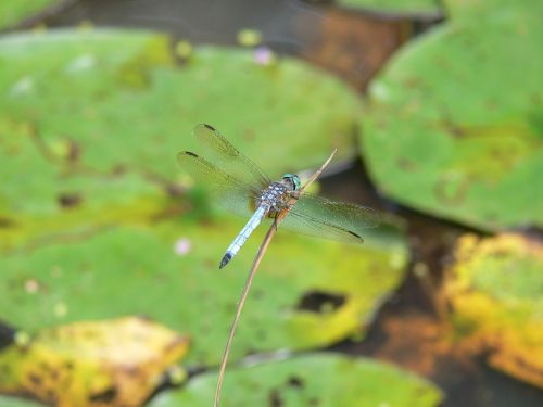 macro botany resting