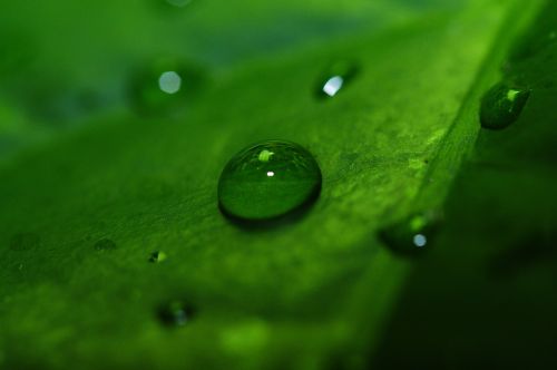 macro drip drop of water