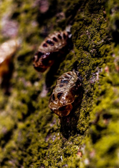 macro animals tree