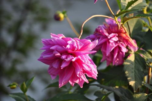 macro flowers nature