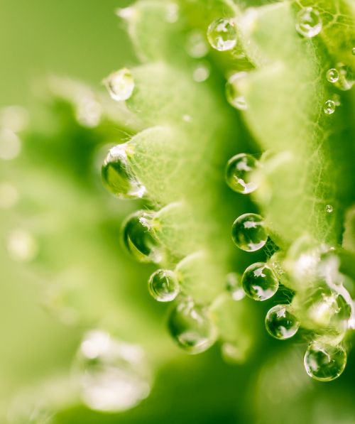 macro drip leaf