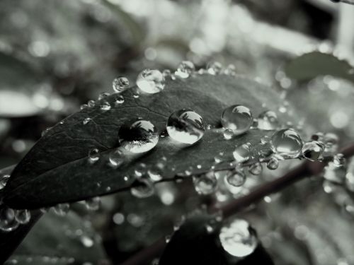 macro leaf rain