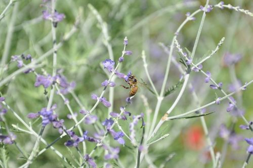 macro nature bees