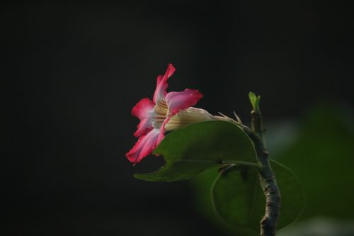 macro flower aperture