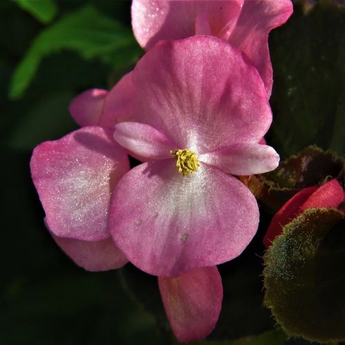 macro pink flower