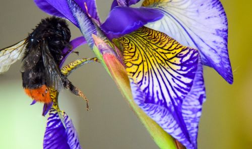 macro flower nature