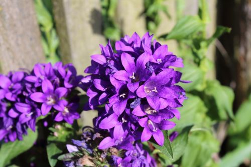 macro violet flower