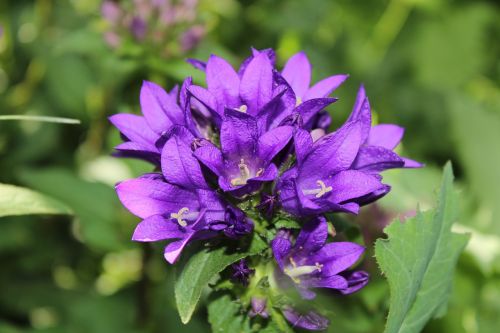 macro flower purple flower