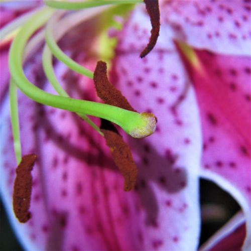 macro purple and pink lilly nature