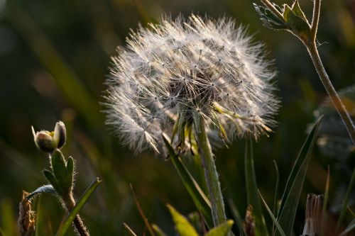 macro the scenery dandelion