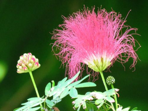 macro flower garden