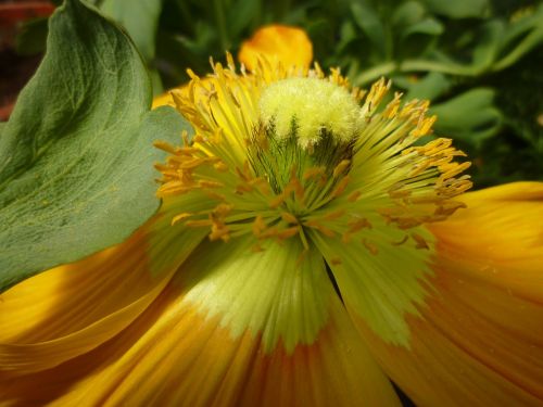 macro inflorescence orange