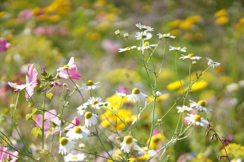 macro flowers meadow