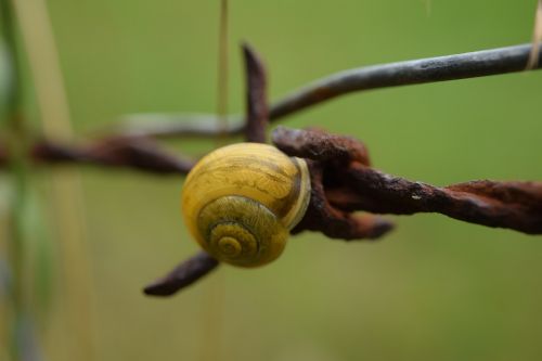 macro shell close