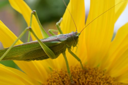 macro nature grasshopper